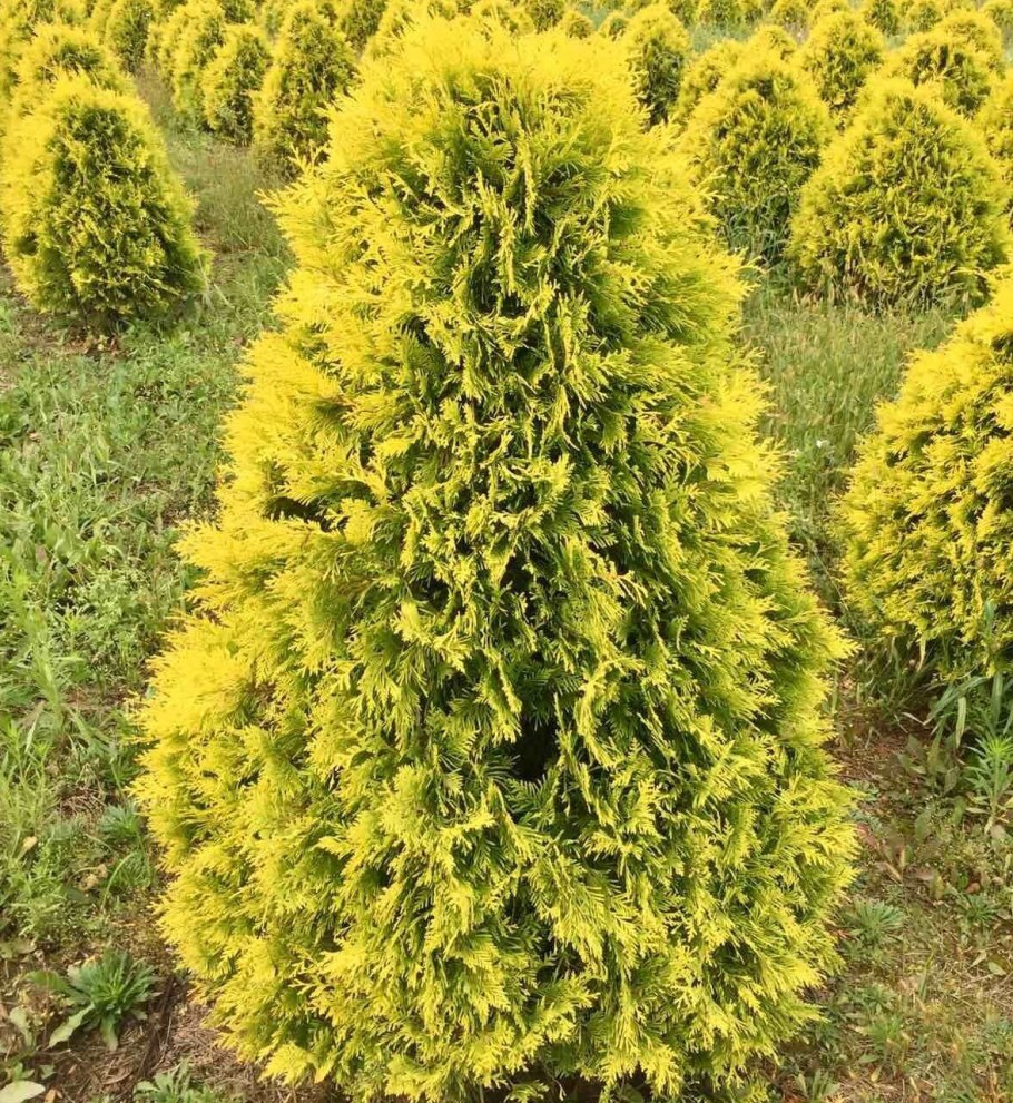 Туя Западная (Thuja occidentalis) “Sunkist”