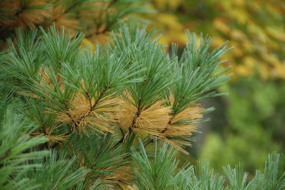 Pinus strobus хвоя