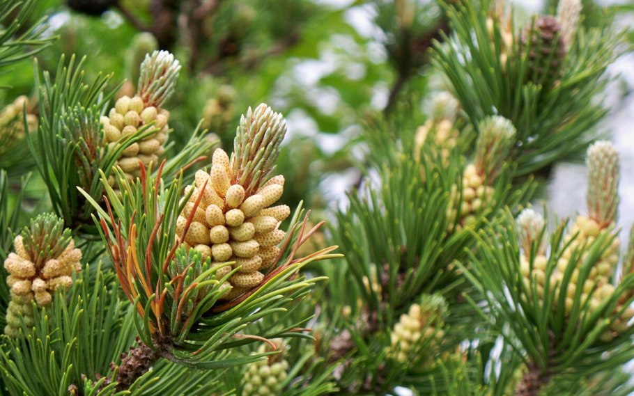 Pinus elliottii шишки