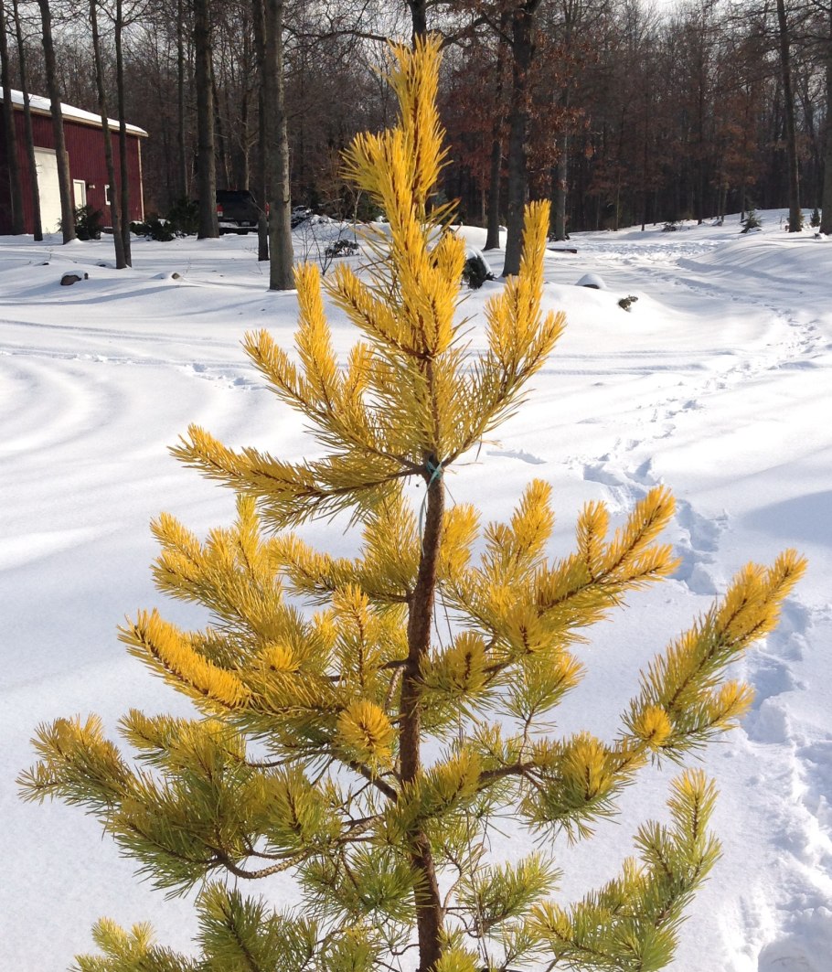 Pinus Sylvestris (сосна обыкновенная) 'Aurea'