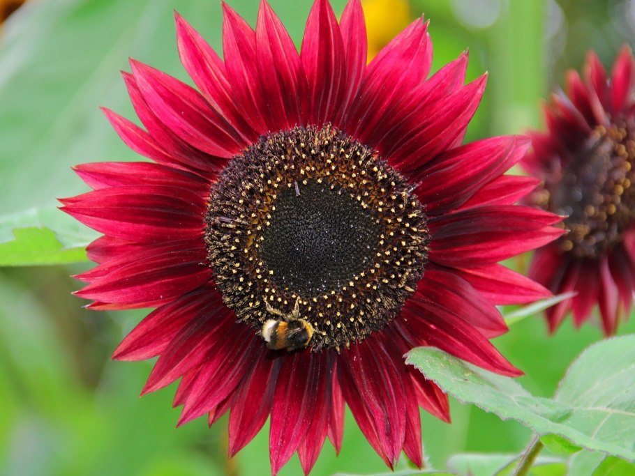 Подсолнечник малиновая Королева