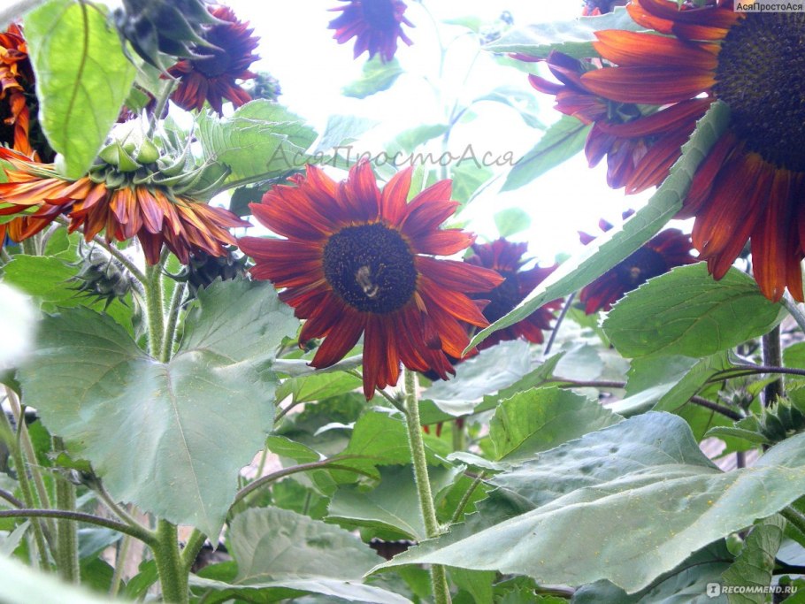 Подсолнечник красный