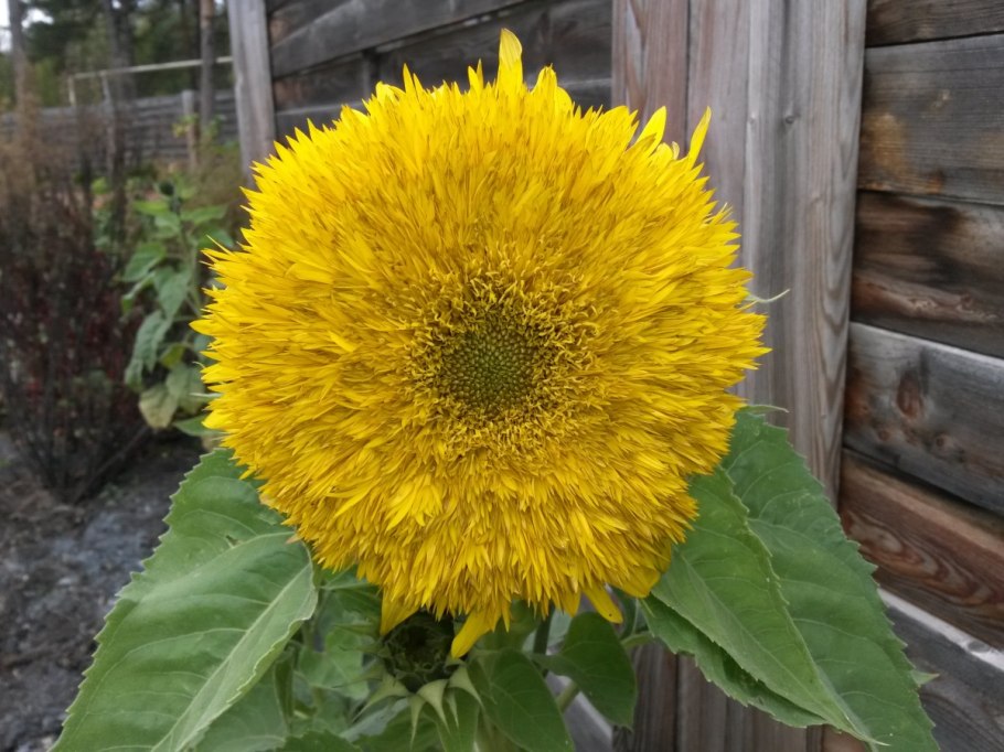 Цветы подсолнечника красное солнышко