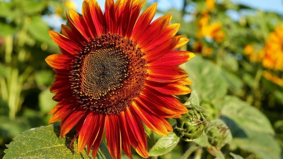 Гелиантус подсолнечник декоративный