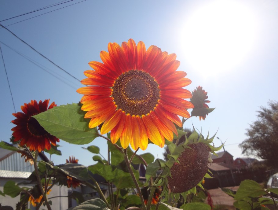 Подсолнечник Глориоза Ивнинг