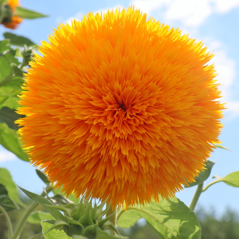 Подсолнечник Санспот Гавриш