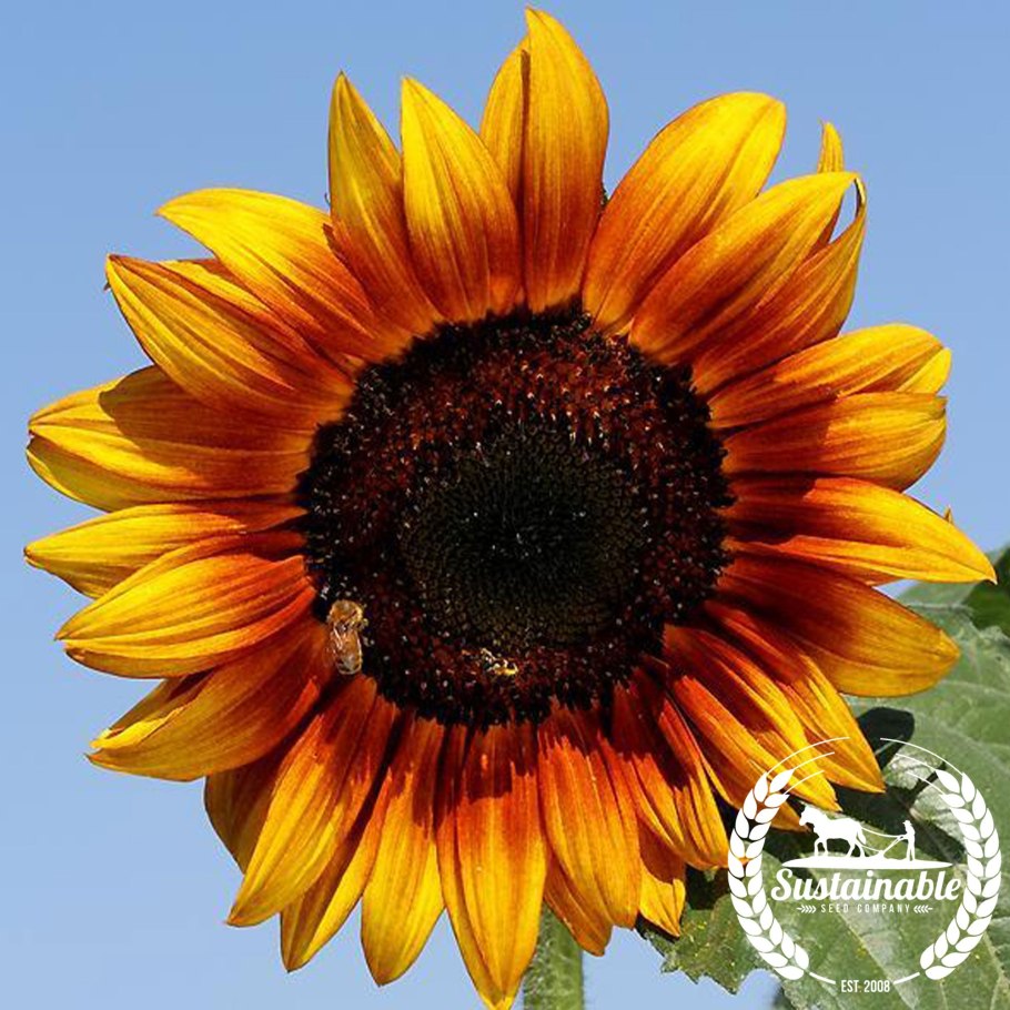 Подсолнечник махровый Санголд