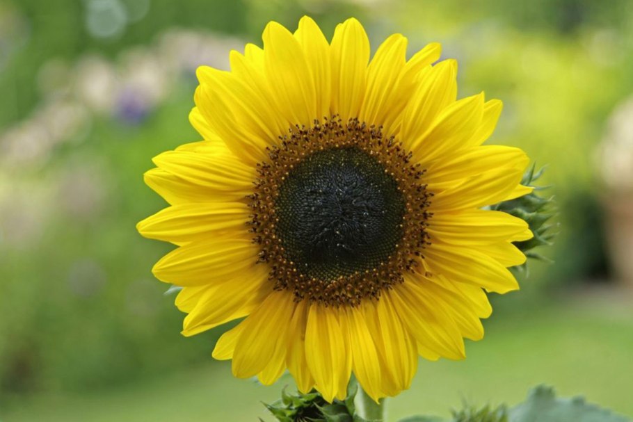 Подсолнух Red giant