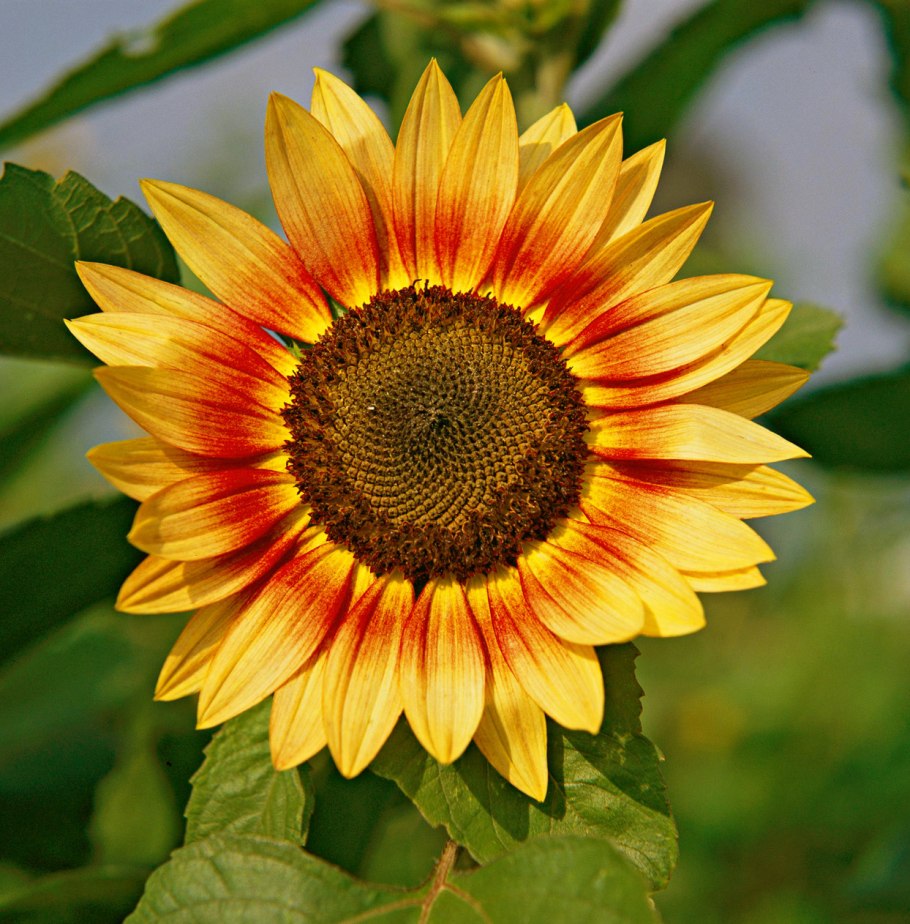 Подсолнечник красно солнышко русский огород