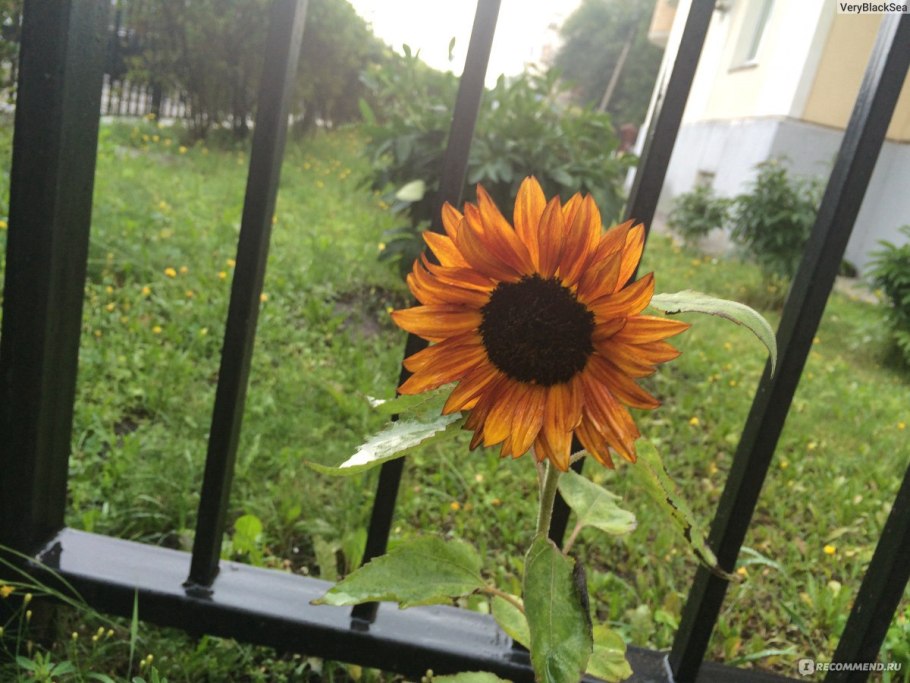 Подсолнух PROCUT Red Lemon bicolor