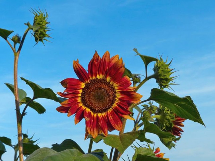 Соняшник красное солнышко