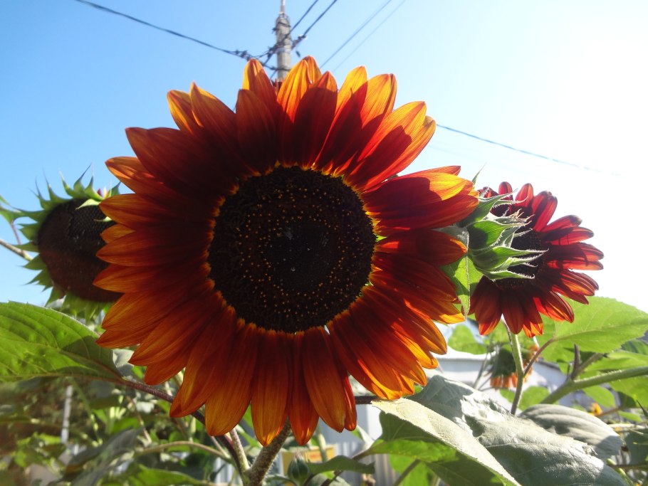 Подсолнух Velvet Queen