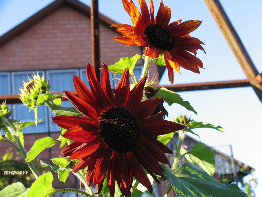 Подсолнечник декоративный Дон Жуан