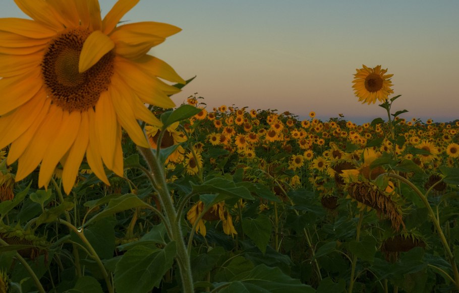 Красный подсолнух