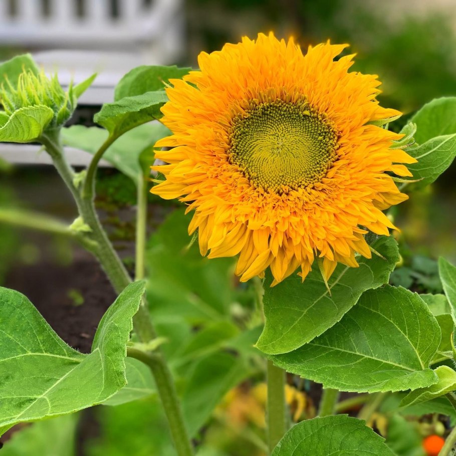 Подсолнечник красностебельный