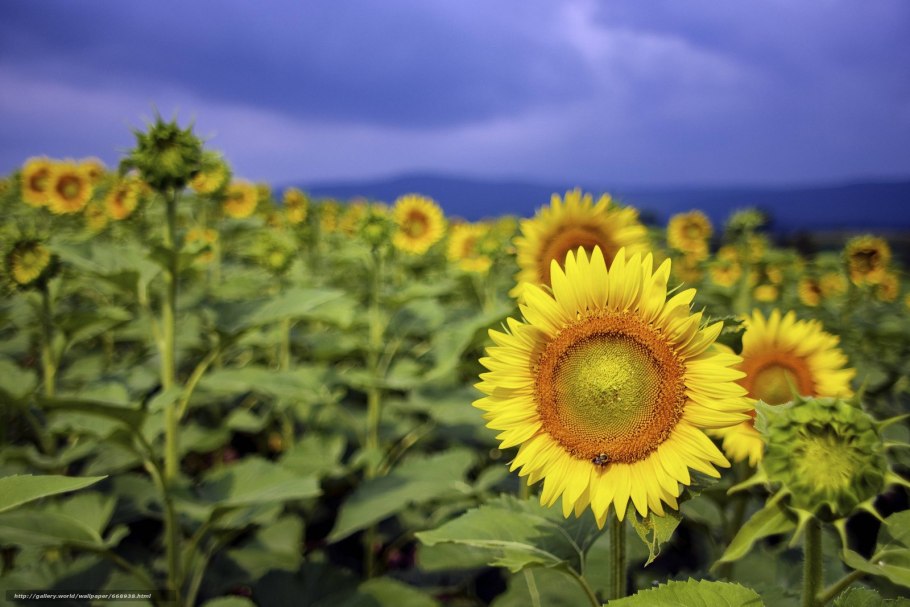 Куст декоративного подсолнуха