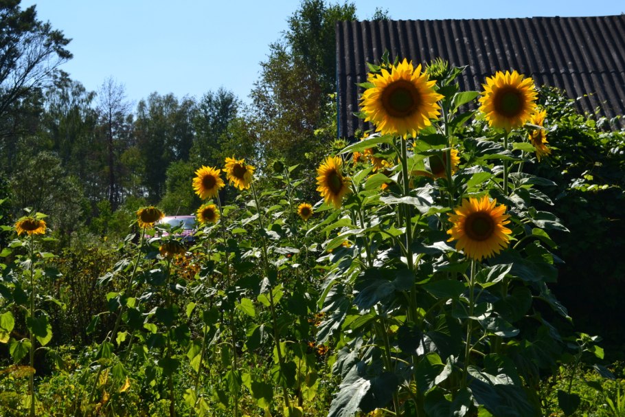 Подсолнечник Гелиантус