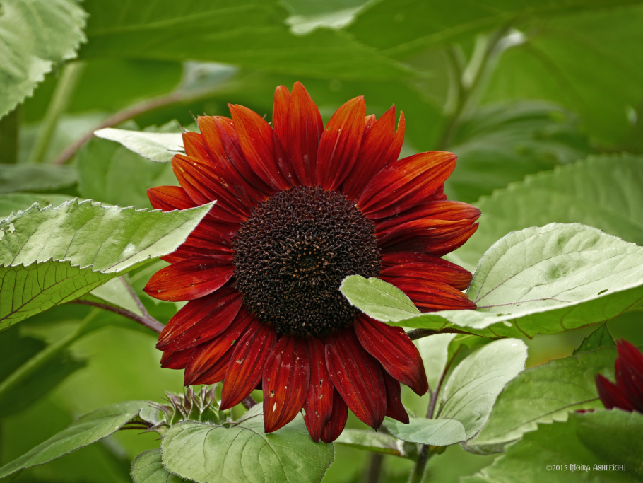 Подсолнечник декоративный красное солнышко