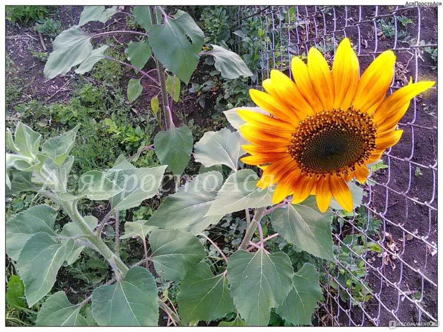 Подсолнечник ред Сан