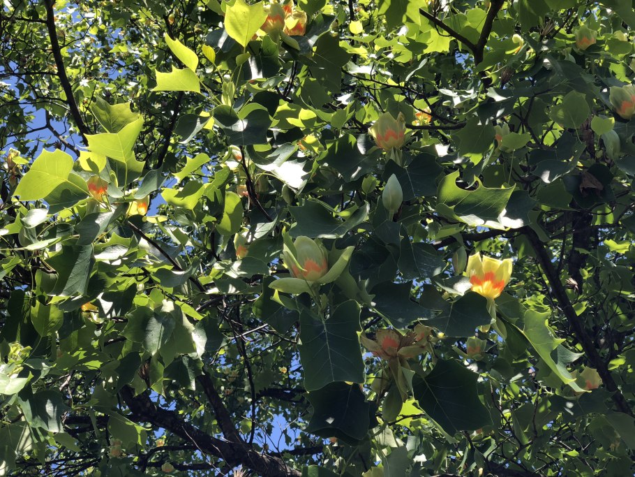 Никитский Ботанический Тюльпанное дерево