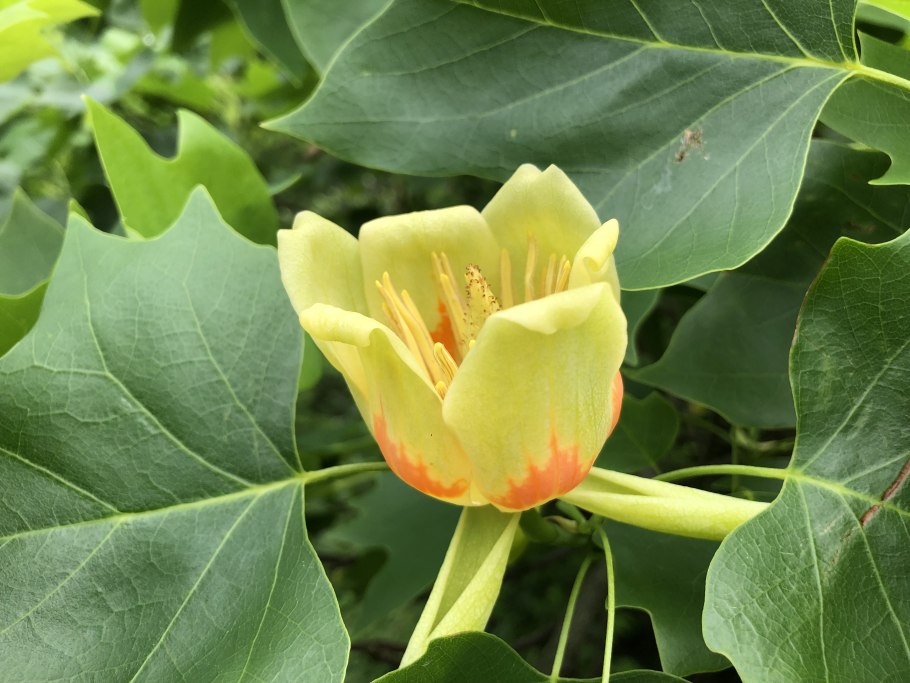 Лириодендрон Тюльпановый семена