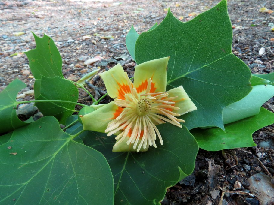 Лириодендрон тюльпанный Ардис