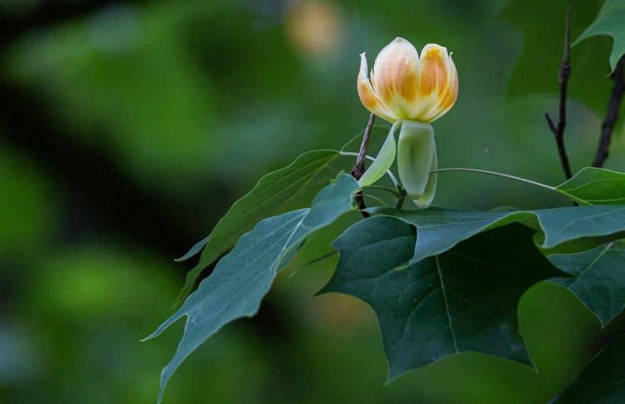 Тулип дерево