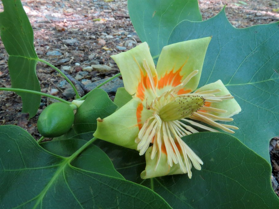 Лириодендрон ЗКС