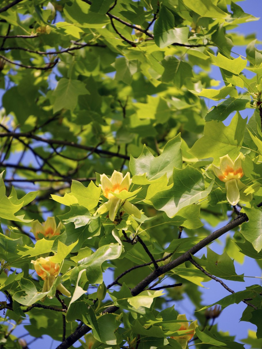 Лириодендрон перевод