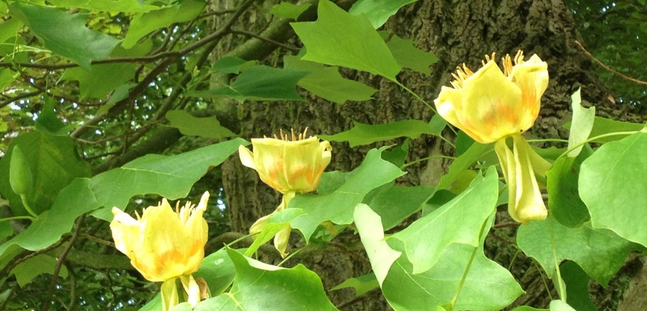 Лириодендрон Тюльпановый/18-20