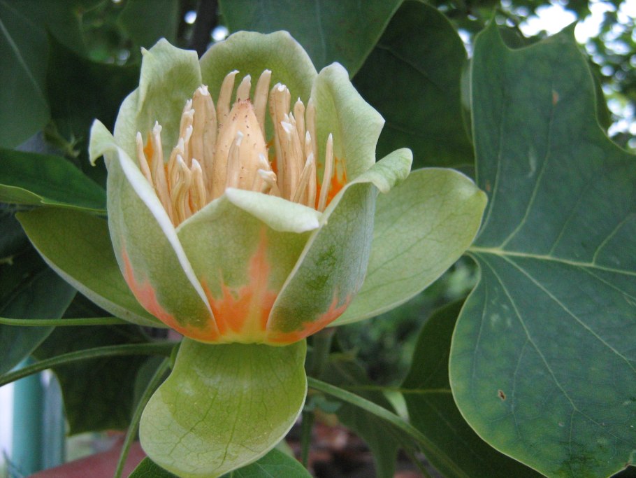 Тюльпановое дерево в Фонтенбло