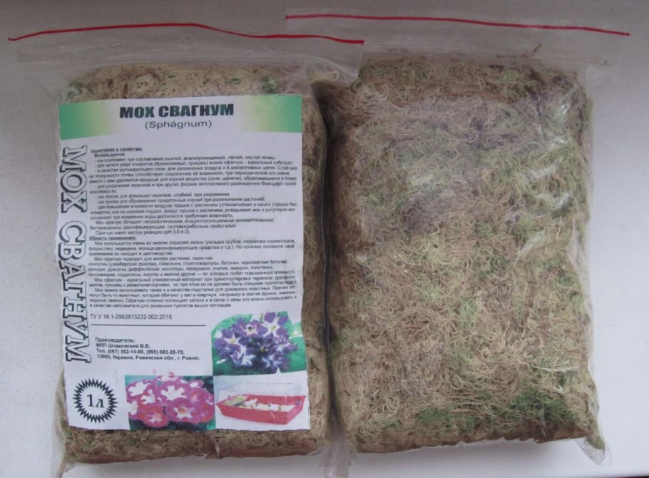 Мох сфагнум в горшке