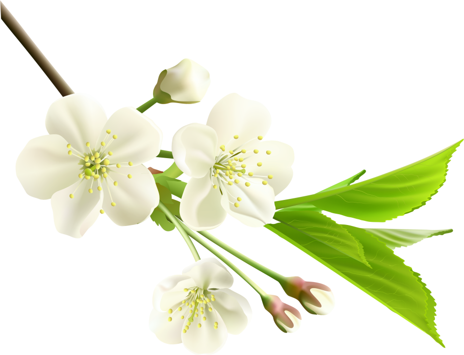 Цветы вишни