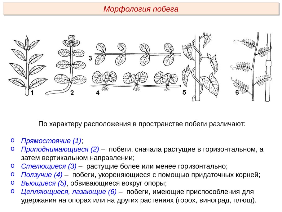 Классификация побегов по расположению в пространстве