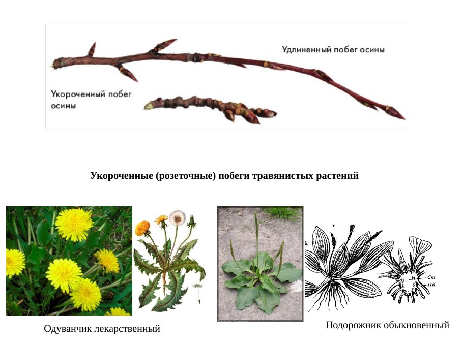 Удлиненный укороченный и розеточный побег