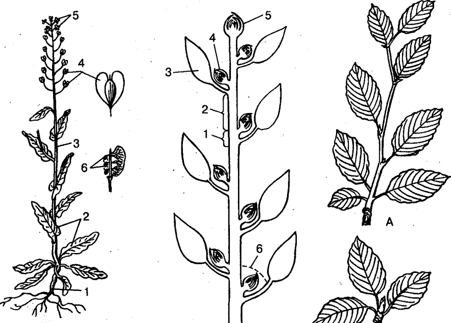 Видоизменённые надземные побеги