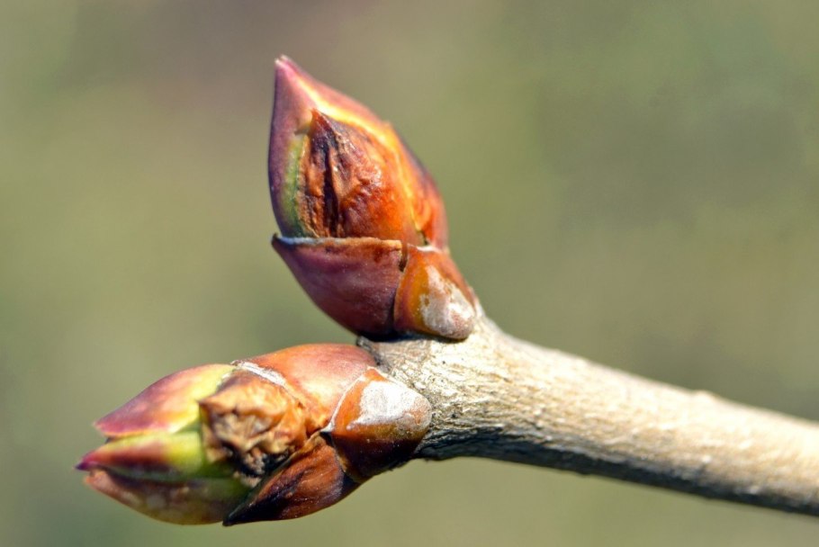 Строение побега цветкового растения