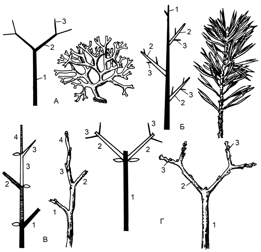Рассмотрите побеги разных растений