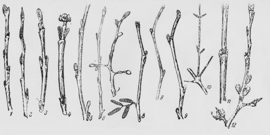 Строение вегетативного побега сирени