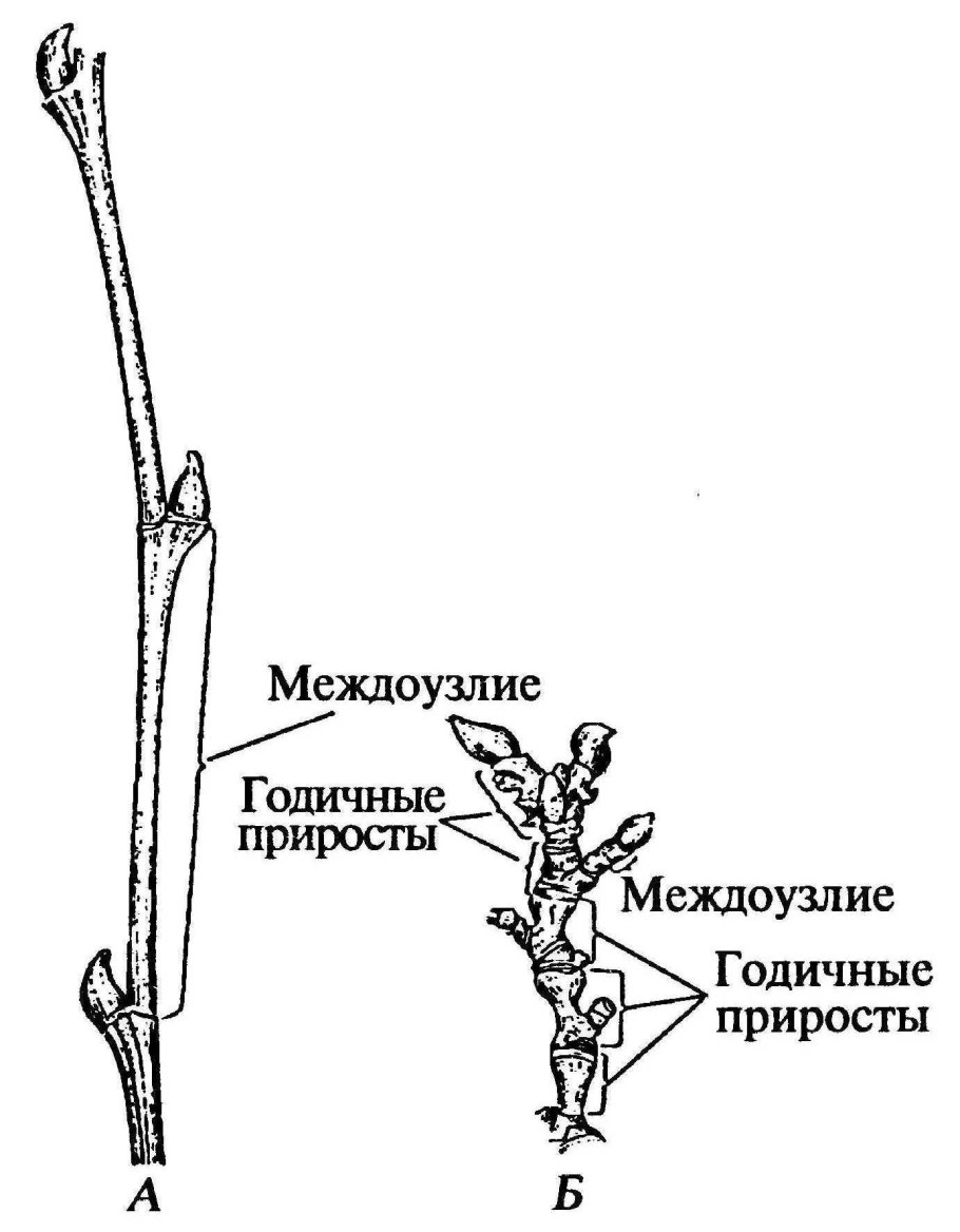 Укороченные побеги