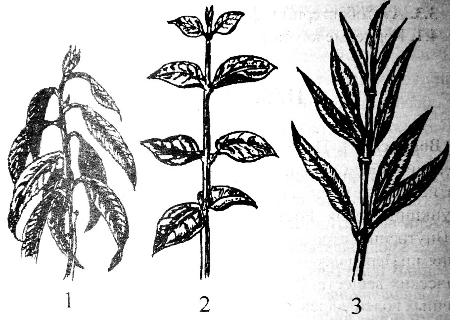 Строение почек растений вегетативная и генеративная