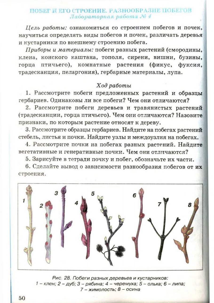 Разнообразие побегов