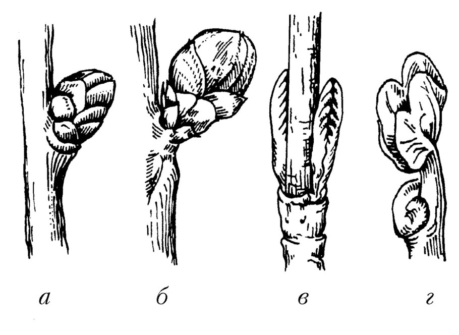 Верхушечная почка растения
