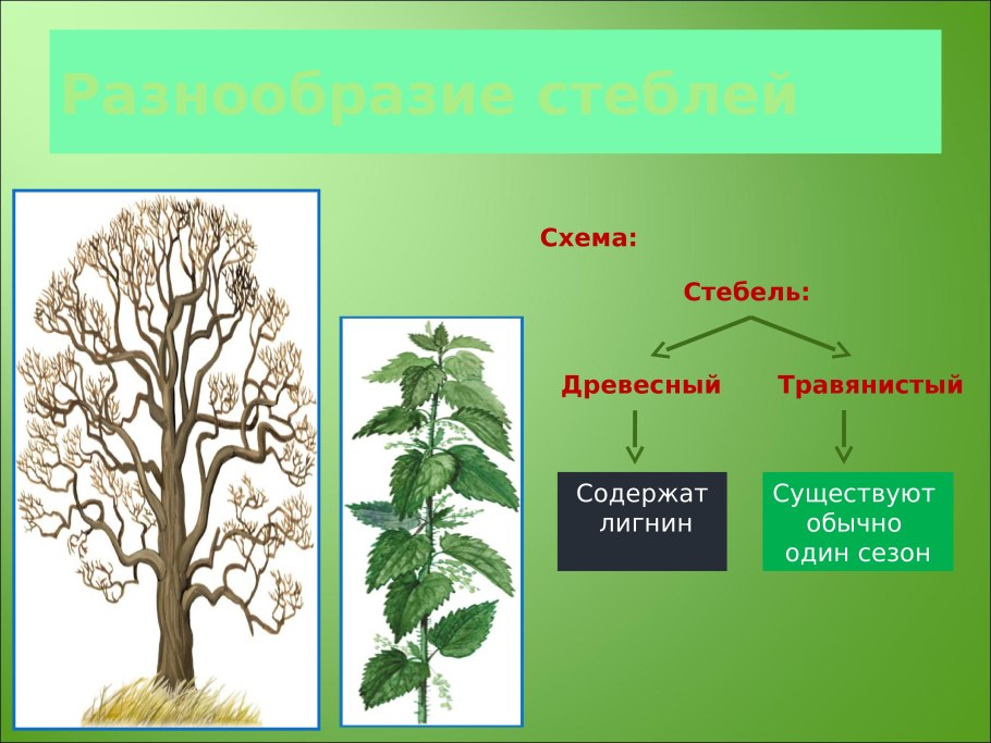 Вегетативный побег