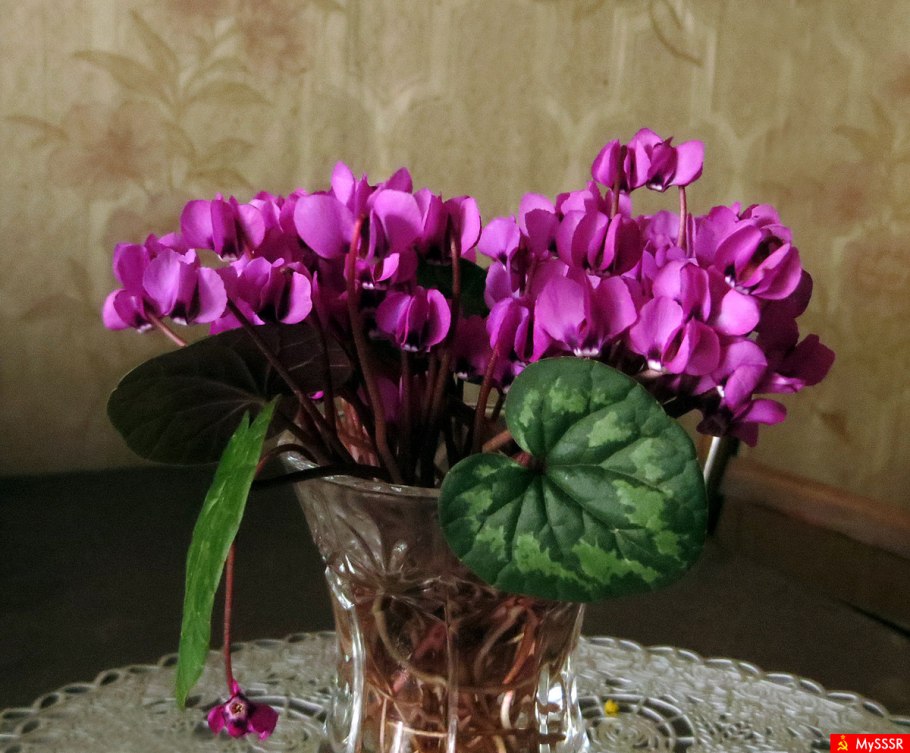 Цикламены букет