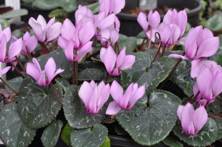 Цикламен PURPURASCENS