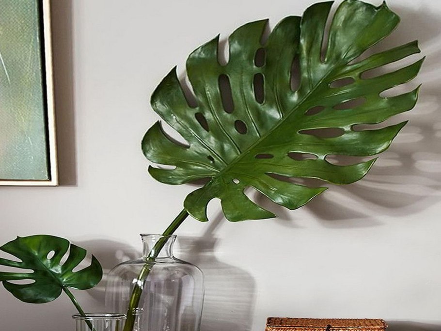 Monstera Monday