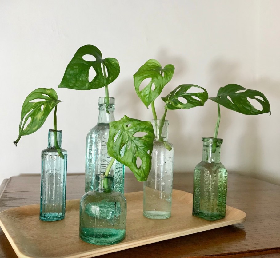 Монстера Адансона