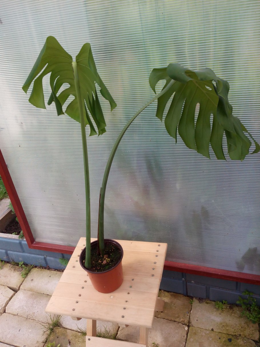 Обрезка комнатных растений