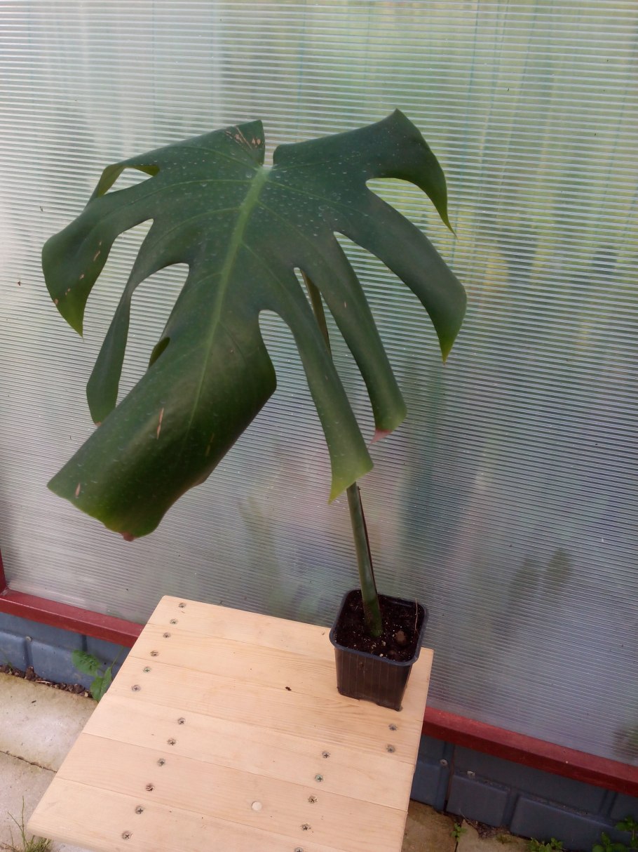 Воздушные отводки монстеры